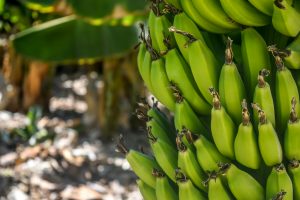 Charcoal Using Banana Peels