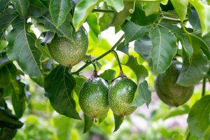 Passion Fruit Farming