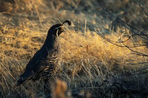 Quail rearing in Uganda