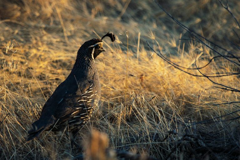 Learning How To Start, Rear and Raise Quails In Uganda Can Make You Quick Money Than You Can Think