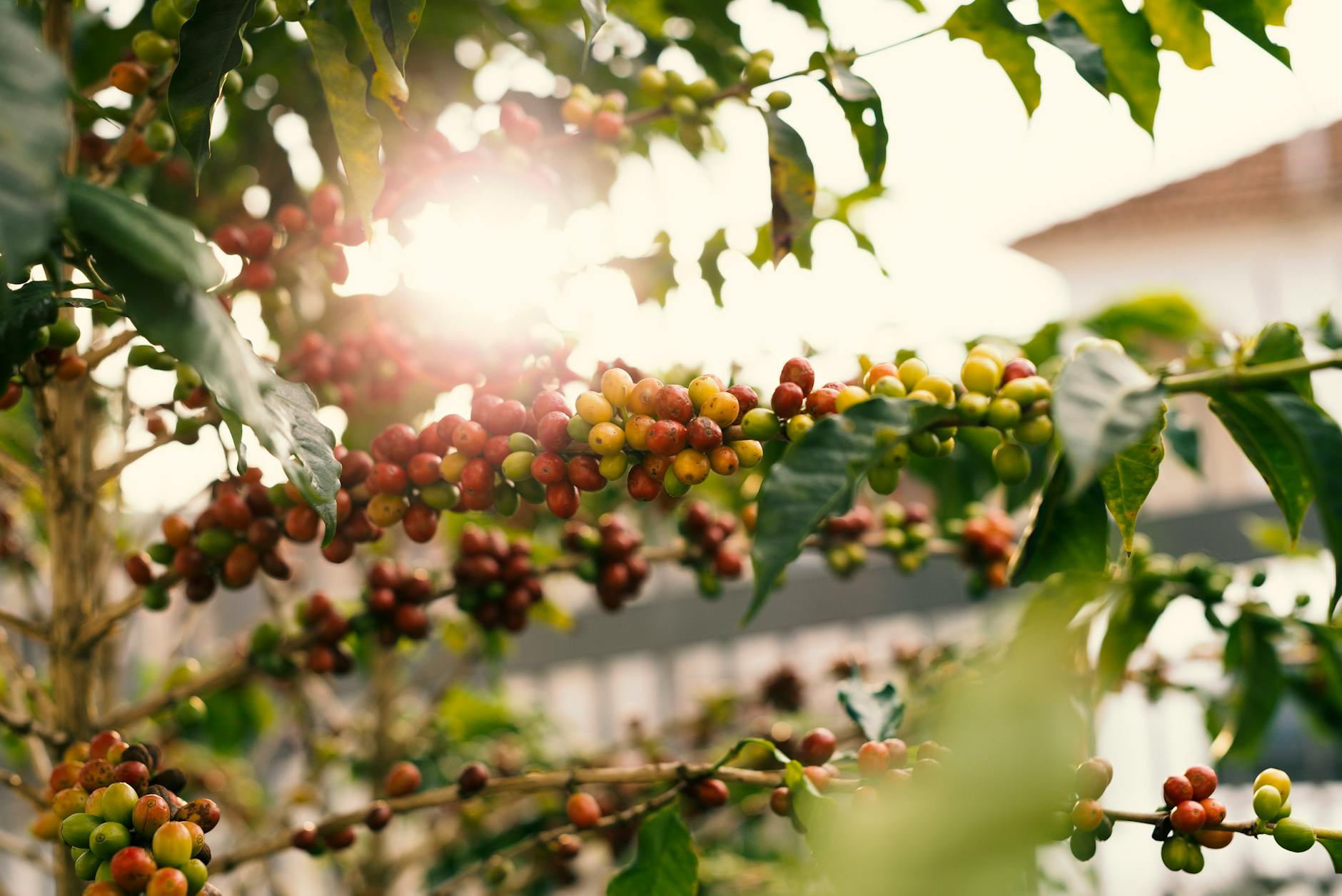 Coffee Farming